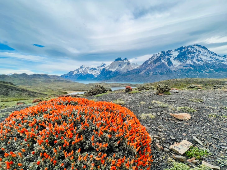 Patagonian landscape with a bush with bright orange flowers. A gravely terrain is in the midground and the blue-gray mountains rise in the background.