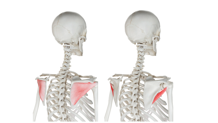 Anatomical illustration of infraspinatus and teres minor