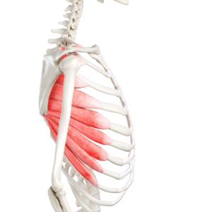 Anatomical illustration of the serratus anterior muscles between the ribs and the scapula or shoulder blade