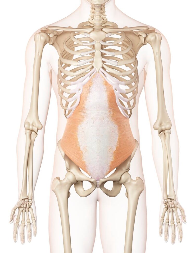 Anatomical illustration TVA abs