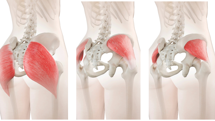 Illustration of the gluteal muscles targeted in glute-strengthening exercises